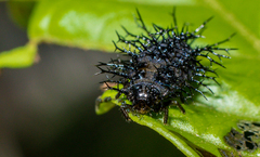 Epilachna mexicana