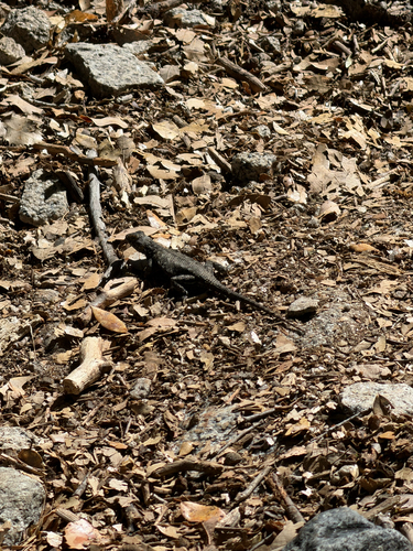 iNaturalist observation photo of Spiny Lizards