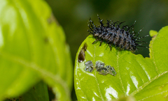 Epilachna mexicana