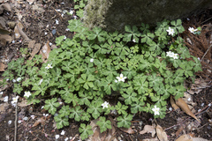 Anemonastrum flaccidum