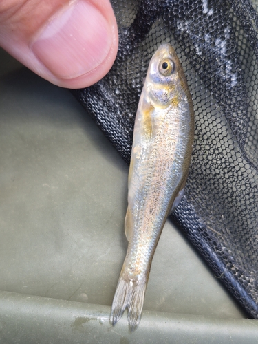 Beotian riffle dace