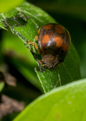 Epilachna mexicana