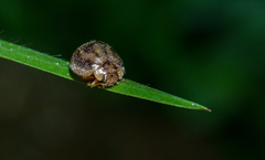 Mada inepta