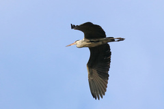 Ardea cinerea