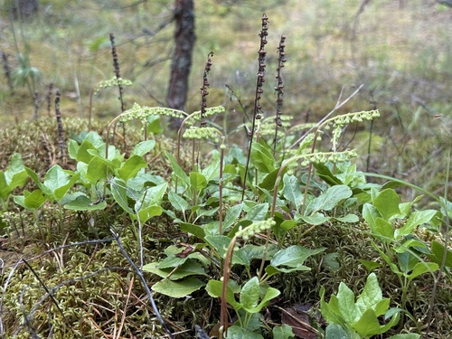 one-sided wintergreen