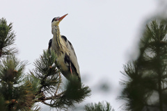 Ardea cinerea