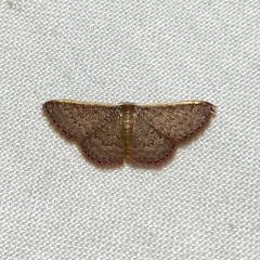 Idaea inversata