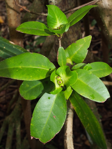 Ixora triantha observed 2026-06-14