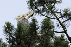 Ardea cinerea