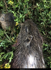 Thryonomys swinderianus