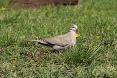 Streptopelia decaocto × Zenaida macroura