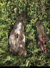 Thryonomys swinderianus