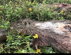 Thryonomys swinderianus