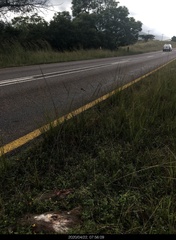 Thryonomys swinderianus