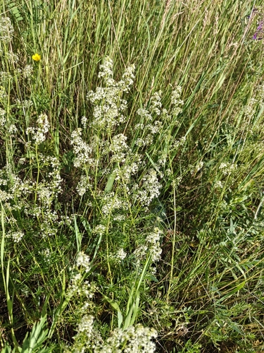 Hedge Bedstraw