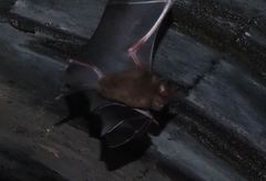 Hipposideros armiger terasensis