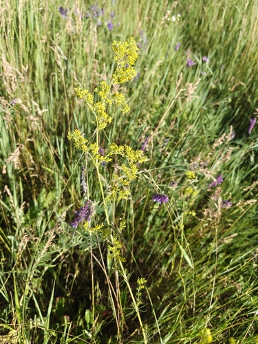 Lady's Bedstraw
