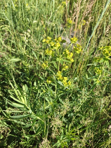slender leafy spurge