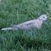 Eurasian-Collared × Mourning Dove - Photo (c) Sean Cozart, some rights reserved (CC BY-NC), uploaded by Sean Cozart