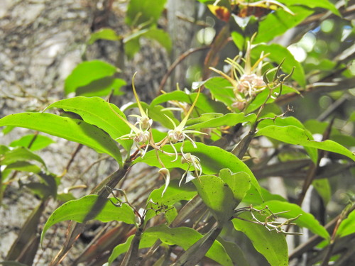 Dendrobium tetragonum, photograph 6