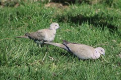 Streptopelia decaocto × Zenaida macroura
