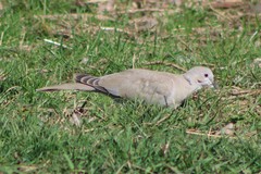 Streptopelia decaocto × Zenaida macroura