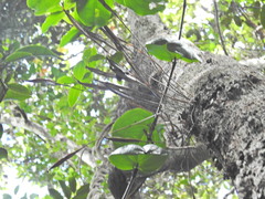 Dendrobium tetragonum, photograph (c) Scott W. Gavins, some rights reserved (CC BY)