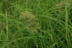 Scirpus orientalis
