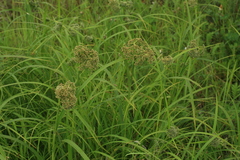 Scirpus orientalis