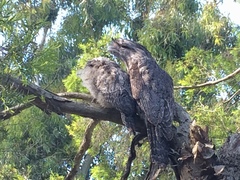 Podargus strigoides strigoides