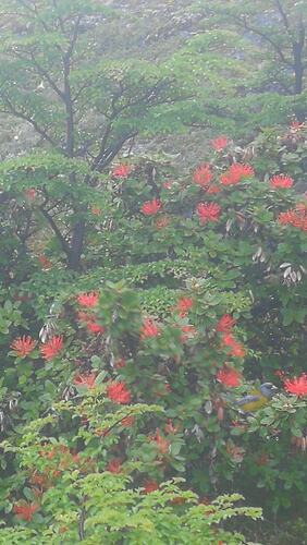 Embothrium coccineum, photograph 1