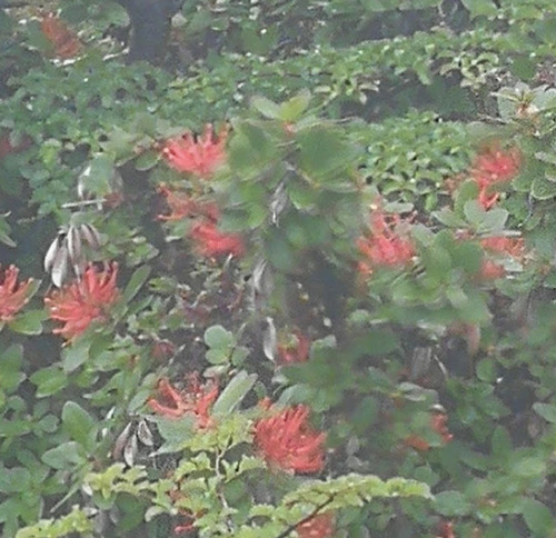 Embothrium coccineum