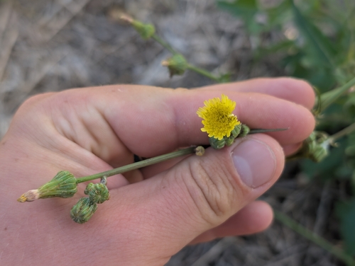 Sonchus oleraceus observed 2026-06-15