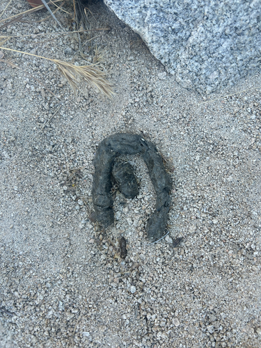 iNaturalist observation photo of Carnivorans