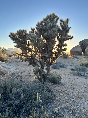 iNaturalist observation photo of Silver Cholla
