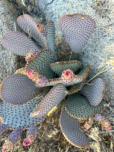 iNaturalist observation photo of Beavertail Pricklypear