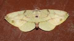 Hypochrosini