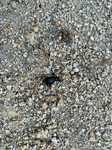 iNaturalist observation photo of Desert Stink Beetles