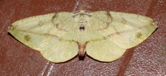 Hypochrosini