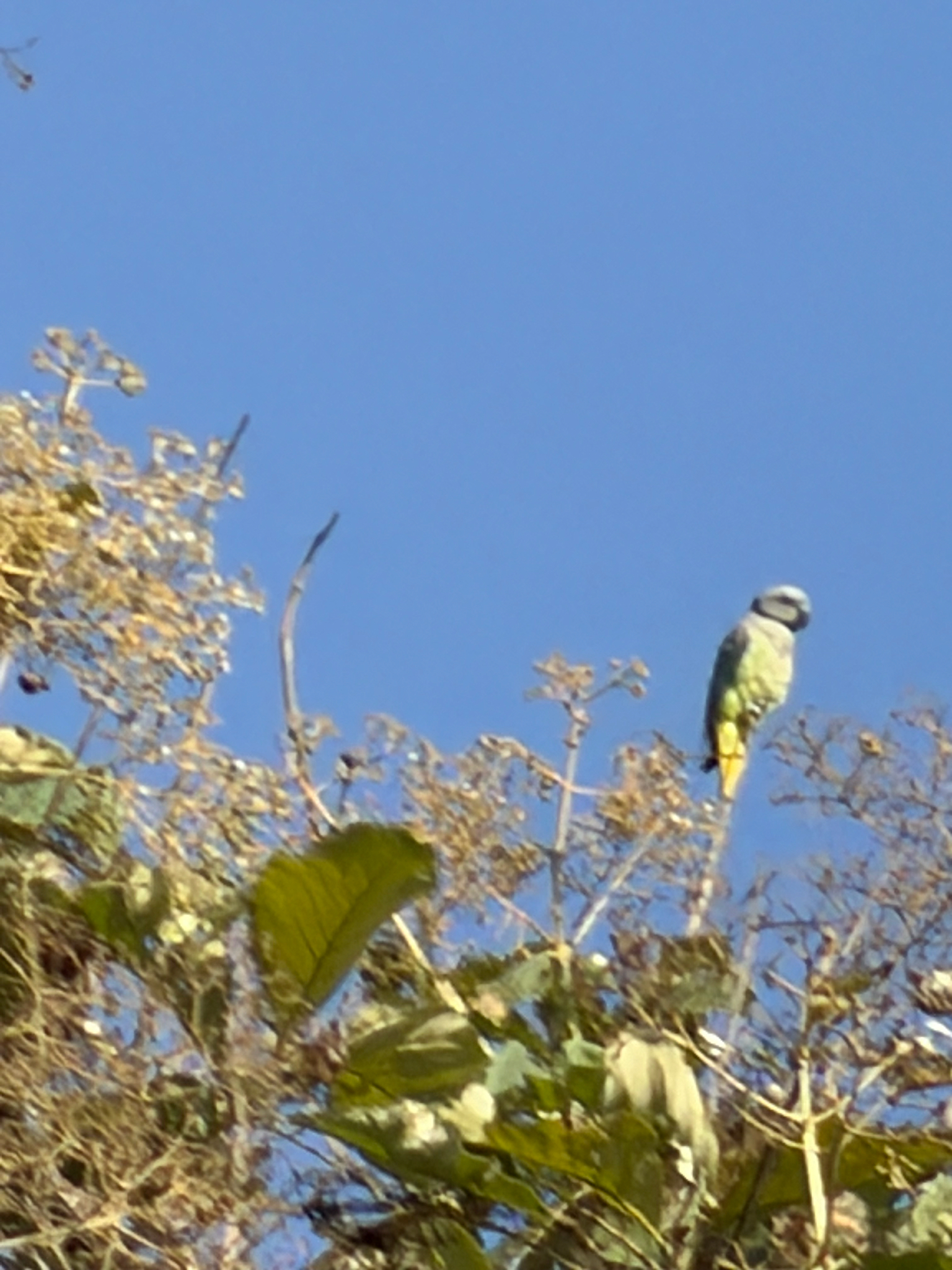 Blue-winged Parakeet (Psittacula columboides), photo 2