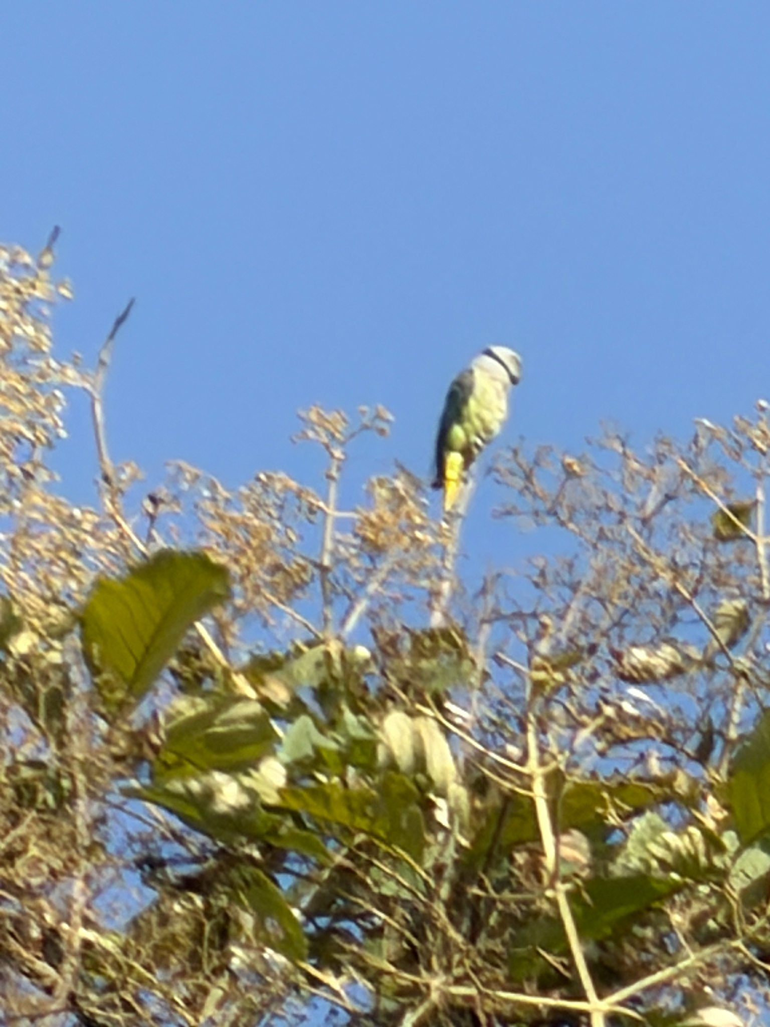 Blue-winged Parakeet (Psittacula columboides), photo 4