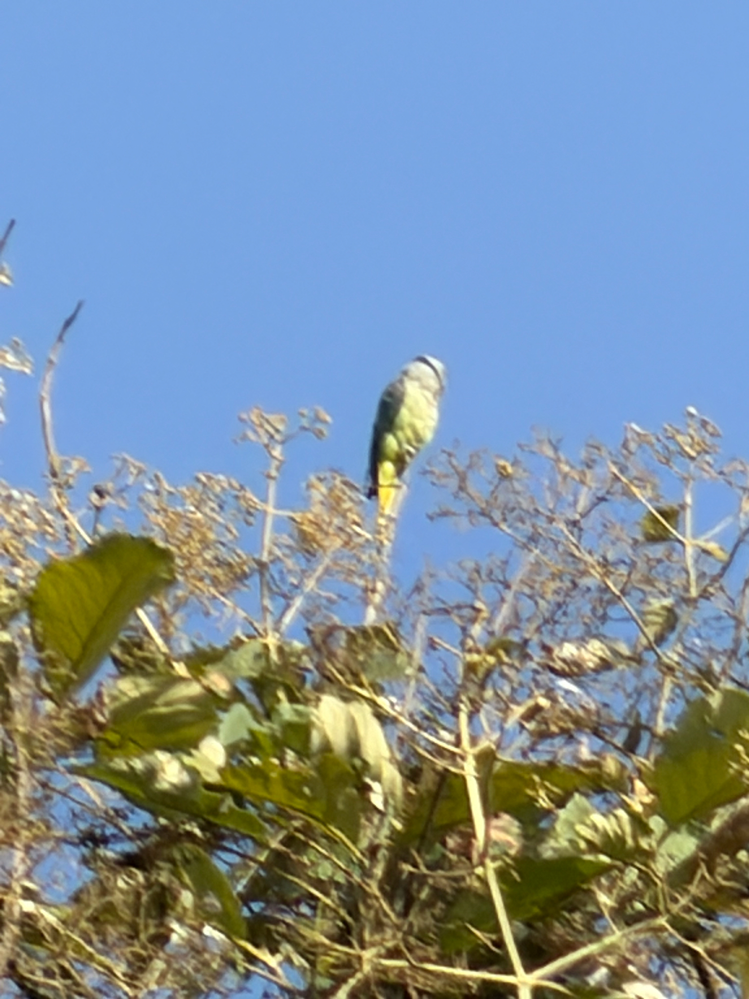 Blue-winged Parakeet (Psittacula columboides), photo 3