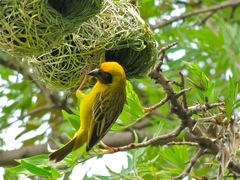 Ploceus velatus velatus