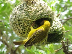 Ploceus velatus velatus