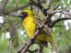 Ploceus velatus velatus