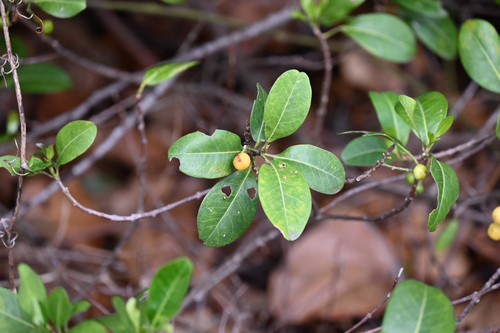 Acronychia imperforata, photograph 2