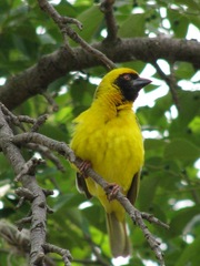 Ploceus velatus velatus