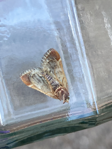 Meal moth, photo 5 of 8