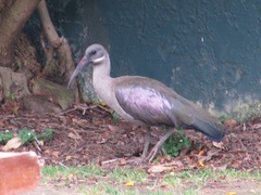 Bostrychia hagedash hagedash