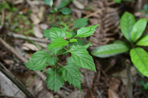 Japanese premna